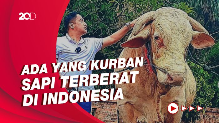 Sederet Artis yang Berkurban dengan Sapi Ukuran Jumbo