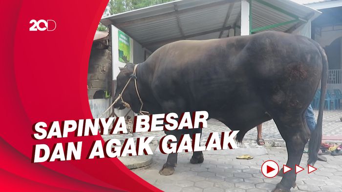 Warga Cangkringan Datangkan Jagal Khusus Tangani Sapi Kurban Jokowi