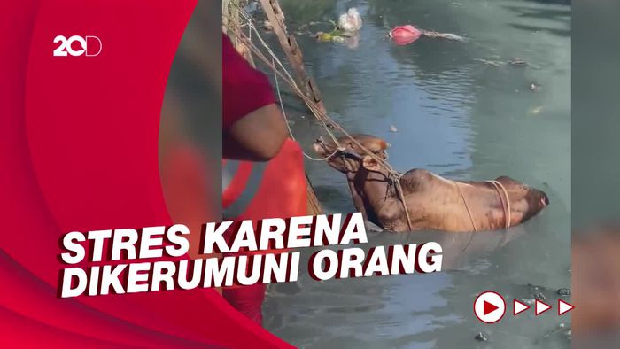 Duh, Sapi Kurban di Tangerang Stres hingga Loncat ke Kali