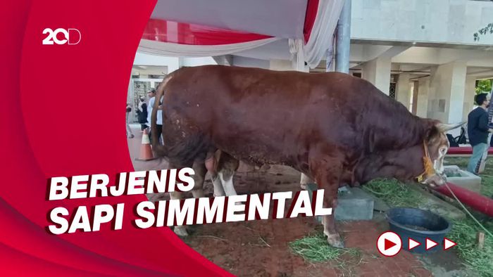 Momen Jokowi Serahkan Sapi Seberat 1,15 Ton Ke Masjid Istiqlal