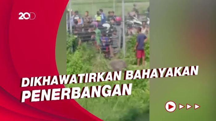 Dekati Area Bandara Soetta, Polisi Tembak Mati Kerbau Kurban 