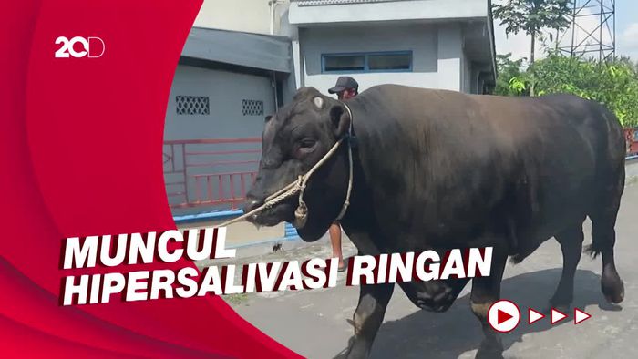 Sapi Kurban Pemberian Jokowi di Yogyakarta Bergejala PMK Ringan