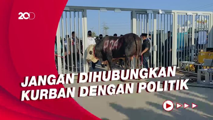 Jawaban Wagub soal  Anies Serahkan Sapi Kurban No 024