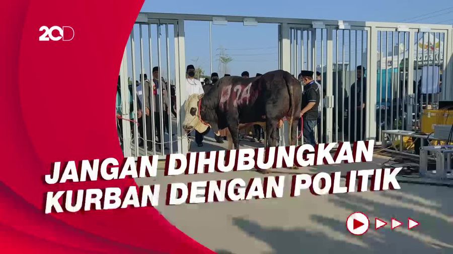 Jawaban Wagub soal  Anies Serahkan Sapi Kurban No 024