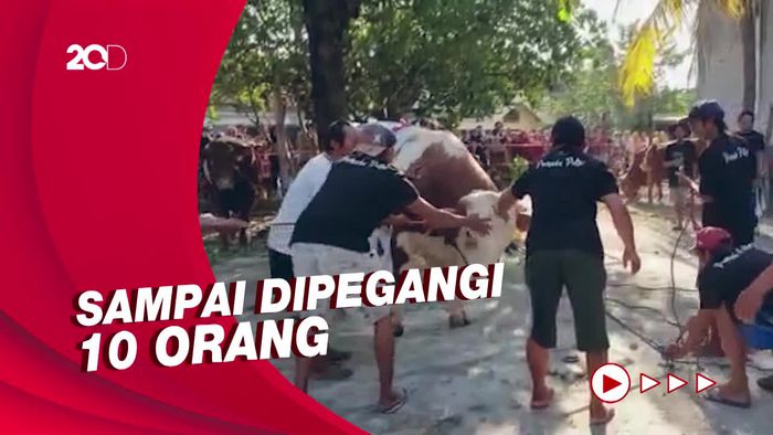 Beratnya 1 Ton Lebih, Sapi Ketua DPRD Jatim Ngamuk saat Mau Disembelih
