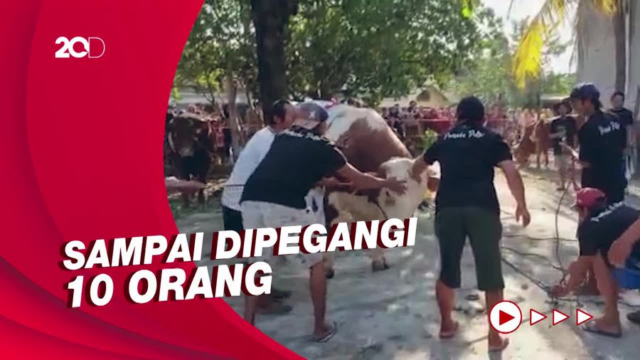 Beratnya 1 Ton Lebih, Sapi Ketua DPRD Jatim Ngamuk saat Mau Disembelih