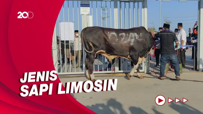 Anies Serahkan Sapi 1,2 Ton, Ariza Sapi 1,1 Ton untuk Kurban