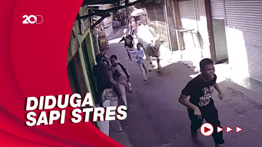 Warga Berlarian hingga Terjatuh Dikejar Sapi Kurban Mengamuk
