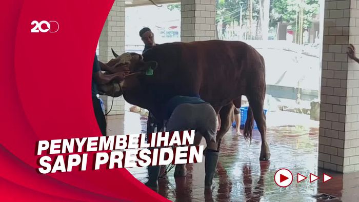 Sapi Kurban Jokowi-Maruf Amin di Masjid Istiqlal Disembelih Hari Ini