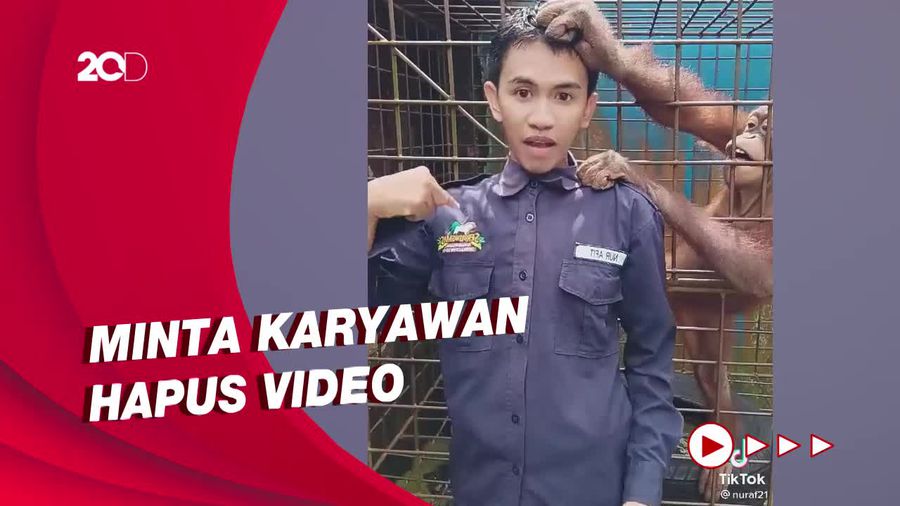 Karyawan Joget Dekat Kandang Orang Utan, Serulingmas Zoo Minta Maaf