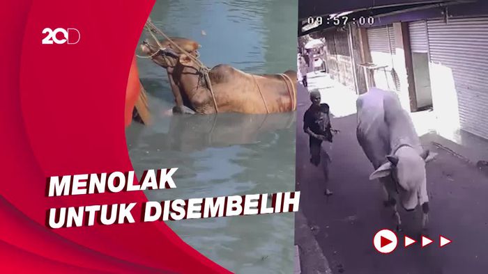 Aksi Kocak Sapi saat Idul Adha: Ngamuk di Hajatan-Loncat ke Kali
