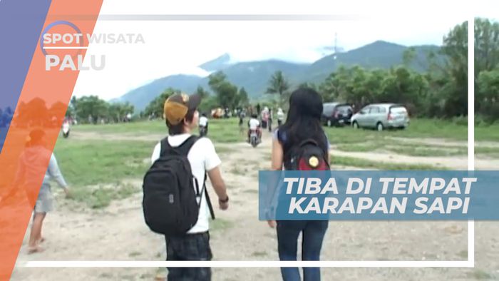 Karapan Sapi, Tradisi Masyarakat Palu yang Masih Lestari
