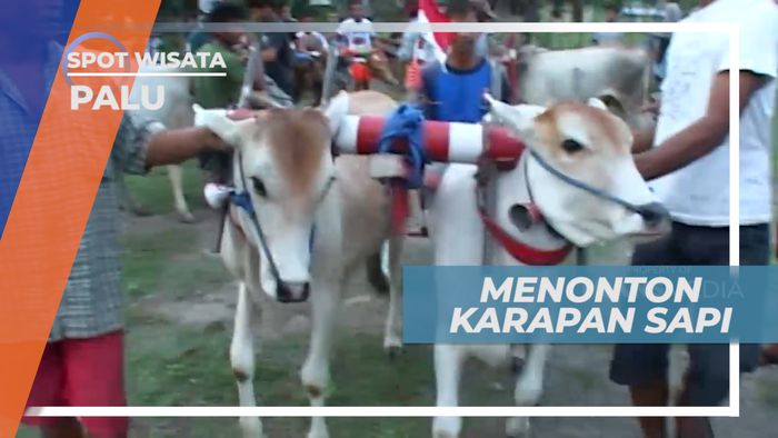 Karapan Sapi Palu, Meriah dan Dihadiri Ratusan Pengunjung