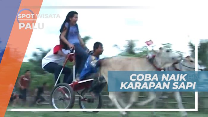 Menjaga Keseimbangan Di Atas Karapan Sapi, Palu