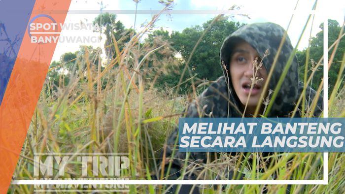 Melihat Satwa Liar Langsung di Habitat Aslinya, Banyuwangi
