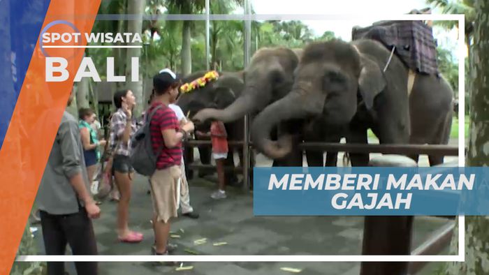 Pengalaman Baru, Memberi Makan Gajah, Palu