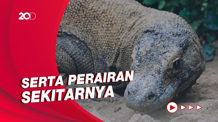 Tiket Rp 3,75 Juta Hanya Berlaku untuk Treking ke Pulau Komodo dan Padar