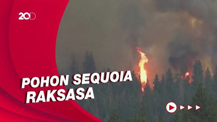 Petugas Lindungi Pohon Terbesar di Dunia dari Ancaman Kebakaran Hutan