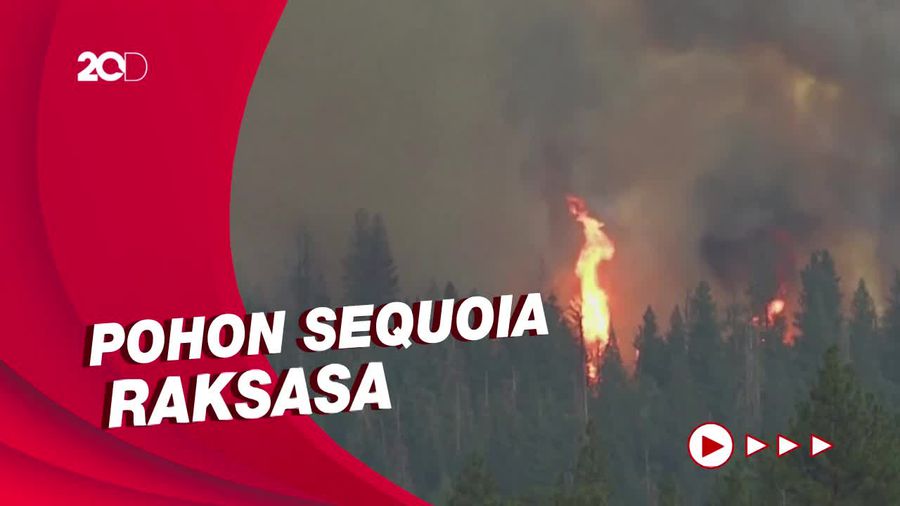 Petugas Lindungi Pohon Terbesar di Dunia dari Ancaman Kebakaran Hutan