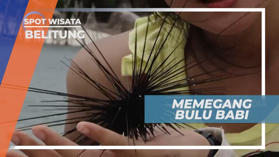 Teknik Khusus Dalam Menyentuh Bulu Babi, Belitung