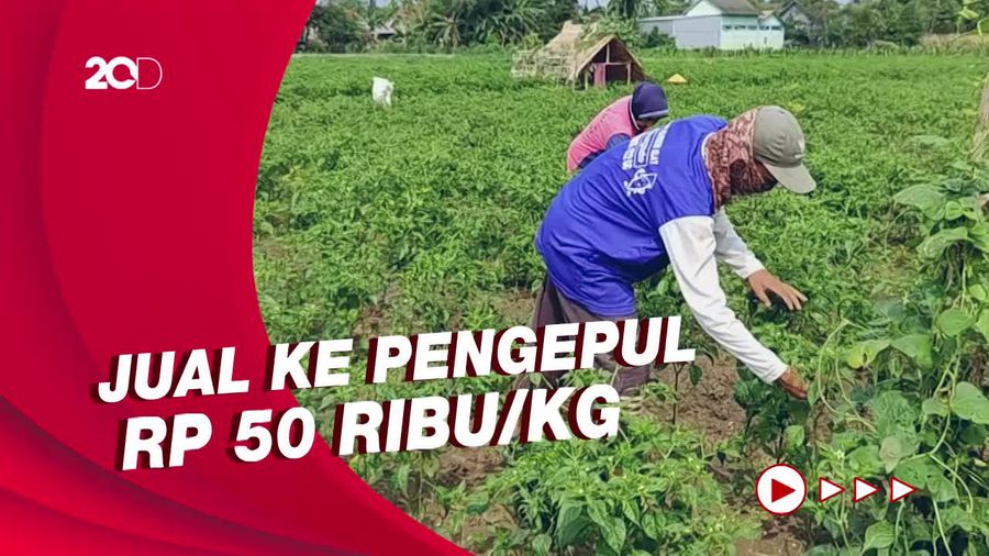 Harga Cabai Meroket Jadi Berkah Bagi Petani di Brebes