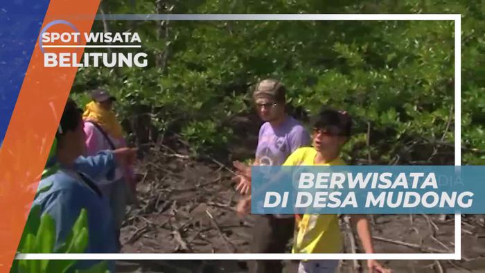 Mengenal Timong-timong, Hewan Seperti Kerang di Desa Mudong Belitung