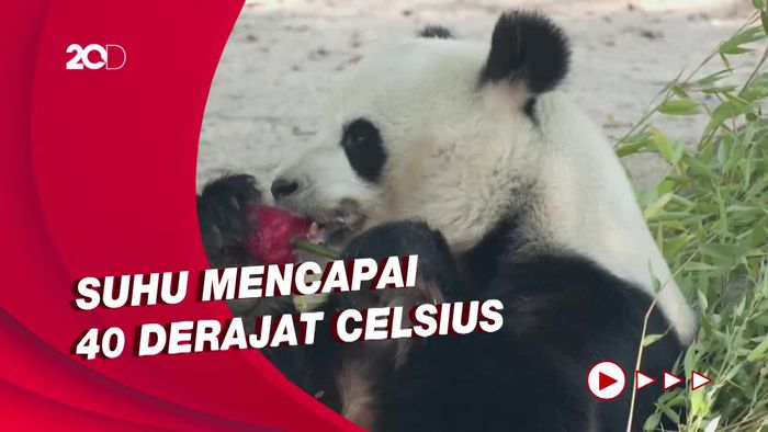 Suhu Ekstrem, Kebun Binatang Spanyol Beri Makan Hewan Buah-Daging Beku