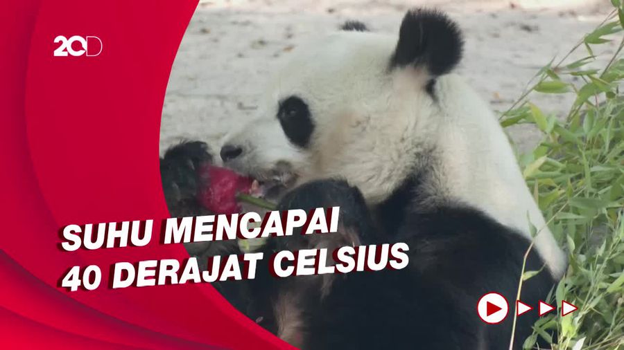 Suhu Ekstrem, Kebun Binatang Spanyol Beri Makan Hewan Buah-Daging Beku
