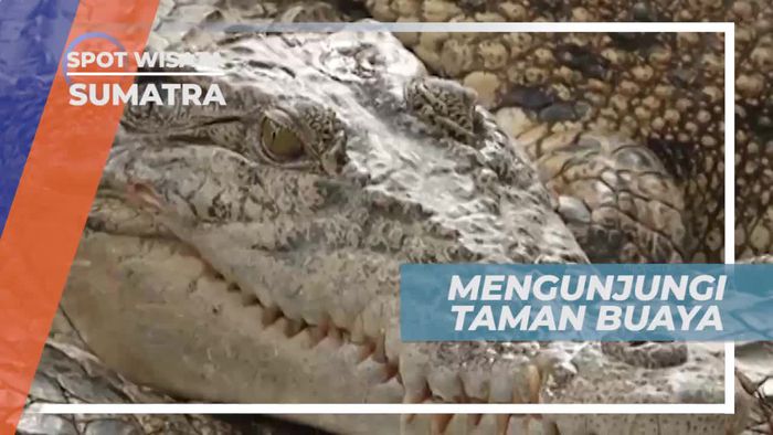 Melihat Buaya Berukuran Besar di Taman Buaya Sumatera Utara