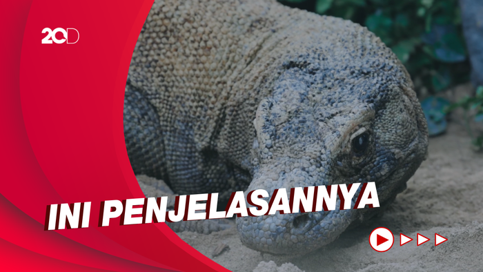 Mengapa Harus Bayar Rp 3,75 Juta untuk ke Taman Nasional Komodo?