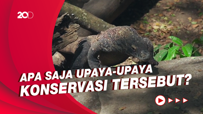 Tarif Rp 3,75 Juta Taman Nasional Komodo untuk Konservasi