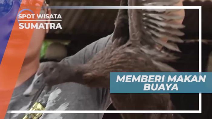 Mencoba Memberi Makan Buaya di Taman Buaya Sumatera Utara