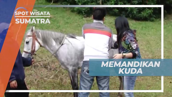 Mencoba Memandikan Kuda di Taman Simalem Sumatera Utara