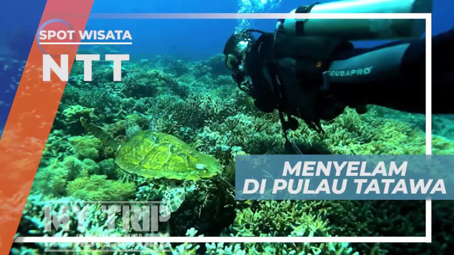 Menikmati Keindahan Bawah Laut Pulau Tatawa Nusa Tenggara Timur