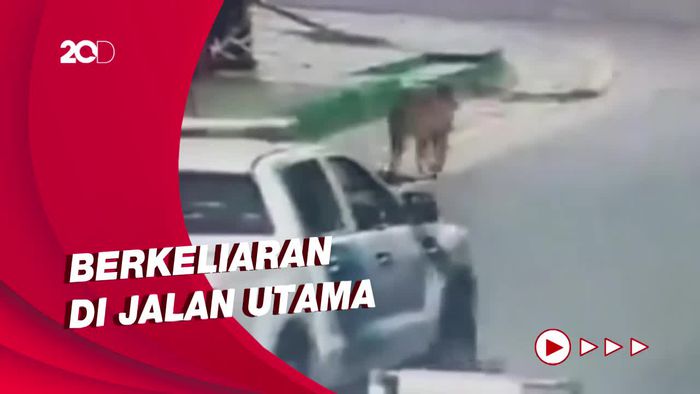 Ngeri! Seekor Puma terekam CCTV Berlarian di Tengah Kota di Argentina