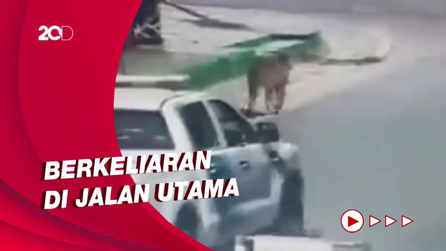 Ngeri! Seekor Puma terekam CCTV Berlarian di Tengah Kota di Argentina