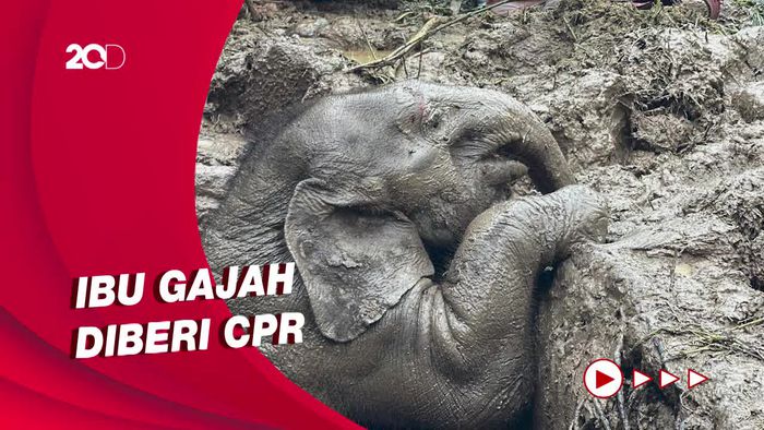 Penyelamatan Dramatis Ibu-Bayi Gajah yang Jatuh ke Lubang di Thailand