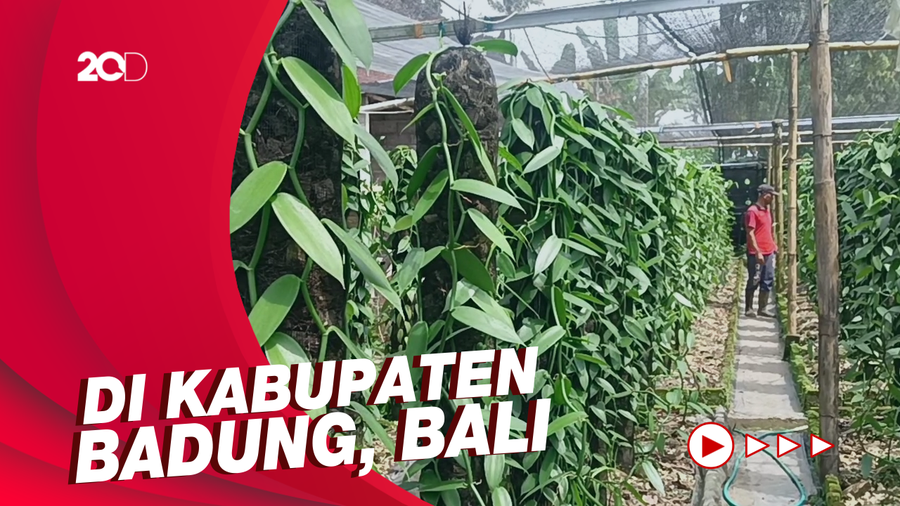 Meraup Cuan Ratusan Juta dari Budidaya Vanili di Bali