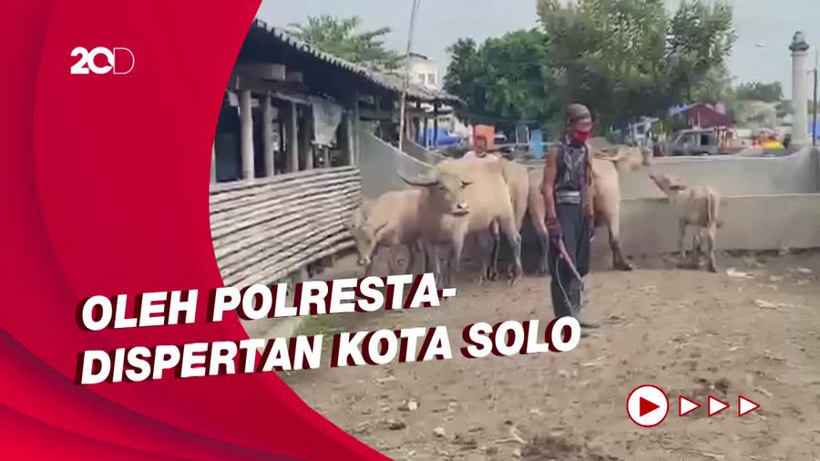 Jelang Kirab 1 Suro, Kerbau Bule Keraton Solo Dicek Wabah PMK