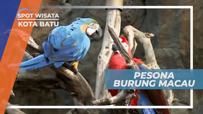Berfoto Bersama Burung Macaw Asal Amerika Selatan, Malang