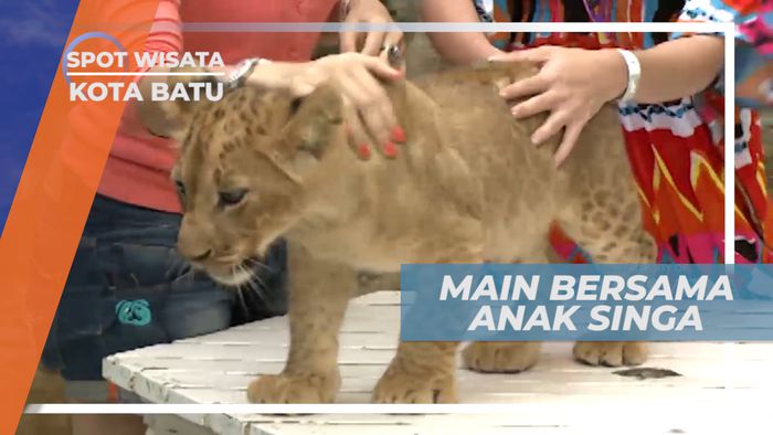 Main Bersama Anak Singa yang Lucu dan Menggemaskan, Malang