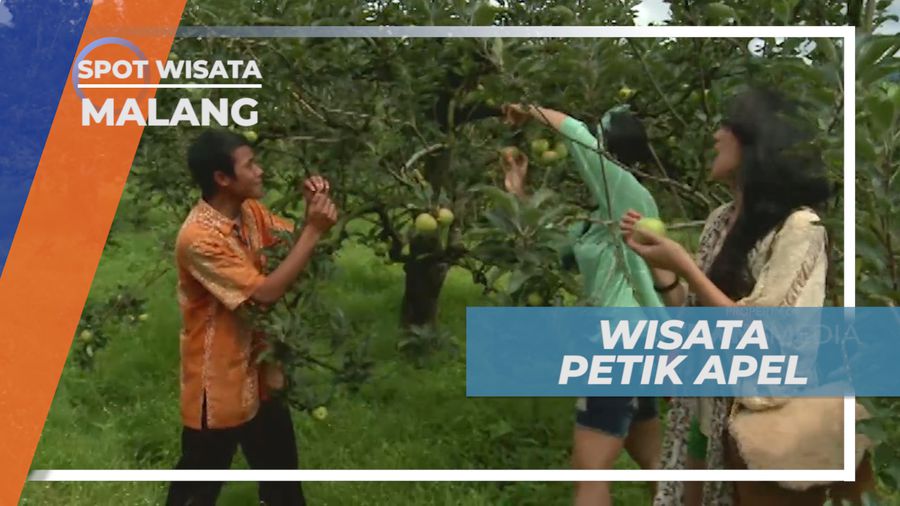 Petik Langsung Apel Malang