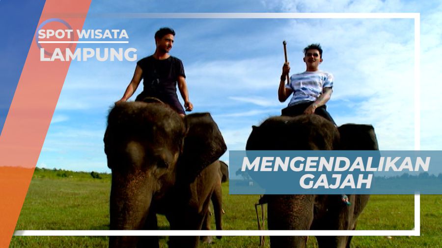 Mempelajari Cara Mengendalikan Gajah, Lampung