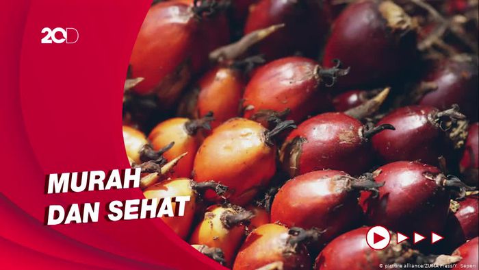 Jokowi akan Bikin Minyak Merah, Lebih Murah dari Migor Bening