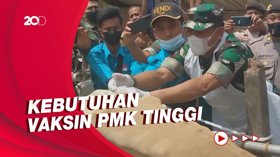  Asahan Terima 400 Dosis Vaksin PMK, Pemerintah Janji Tambah Kuota