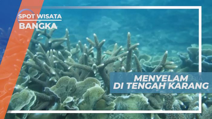 Menikmati Indahnya Surga Bawah Laut Karang Kering, Bangka