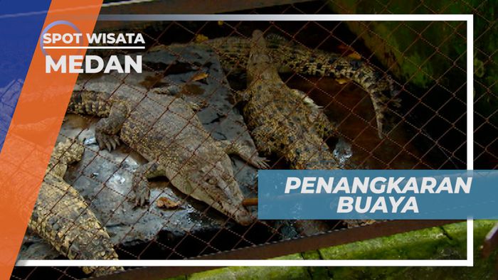 Asam Kumbang, Seru-seruan Berinteraksi Dengan Buaya di Penangkaran, Medan