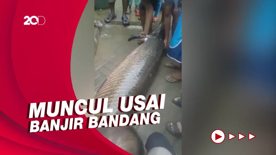 Ikan Raksasa Muncul di Garut, Ternyata Peliharaan Warga