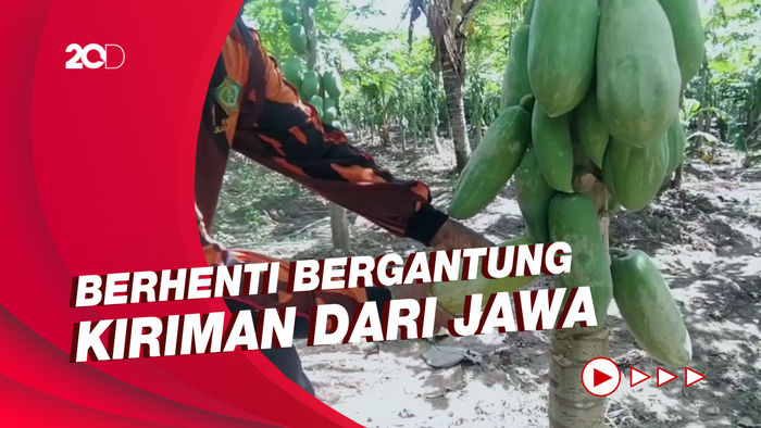 Petani Jembrana Kembangkan Budidaya Pepaya California