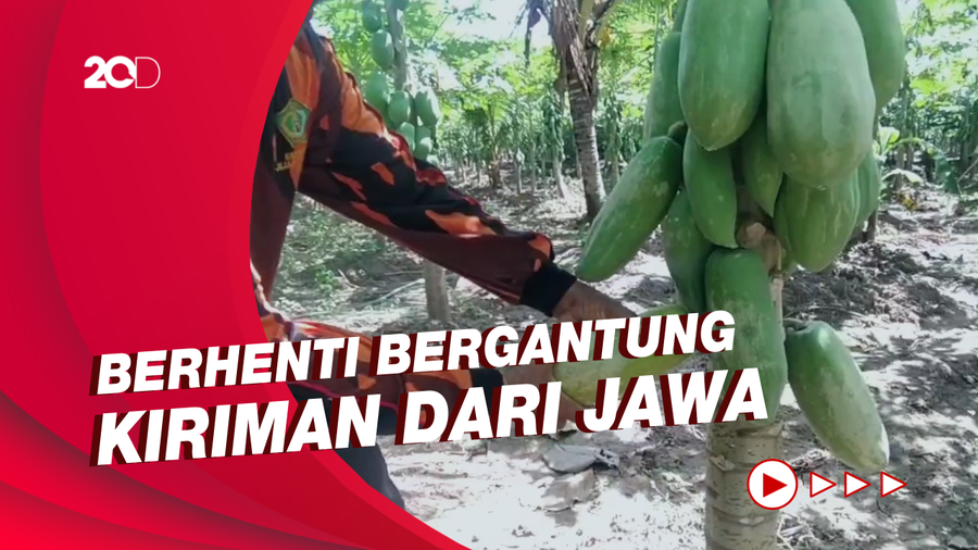 Petani Jembrana Kembangkan Budidaya Pepaya California